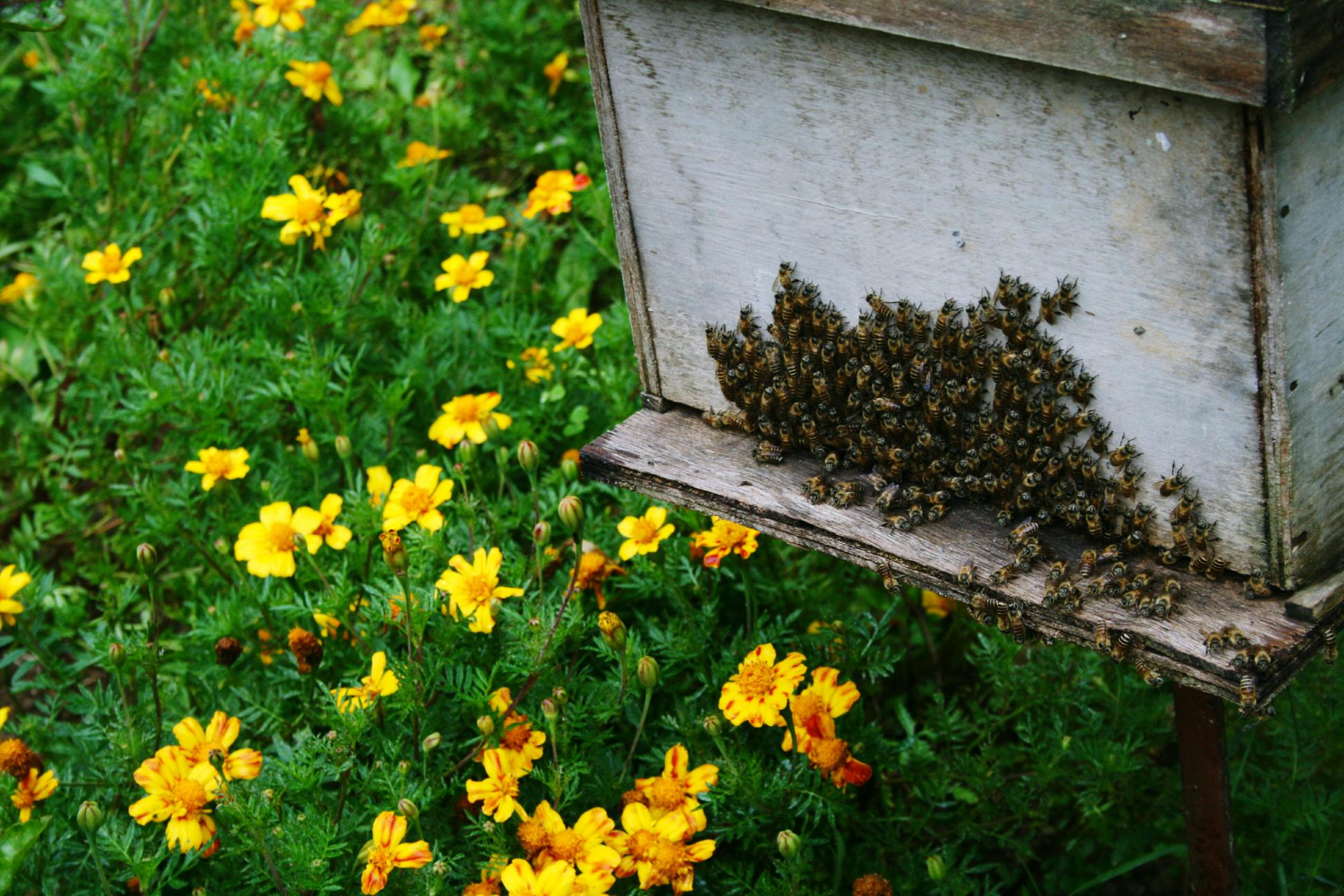 Springtime Bee Removal Tips for Palm Springs Homeowners